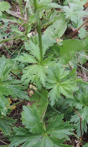 Trollius europaeus / Botton d''oro